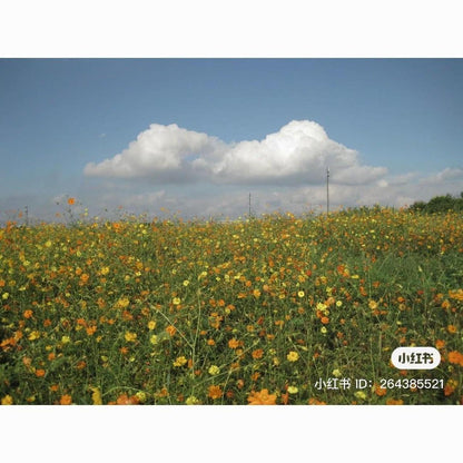 Used Blue Canon Ixus 95 IS Digital Camera - Rare Colour!!